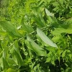 Polygonatum biflorum Blad