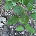 Rubus macrophyllus Blad