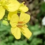 Brassica fruticulosa Flor