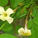 Jasminum officinale फूल