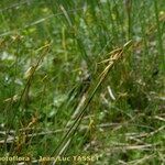 Carex pauciflora Flower