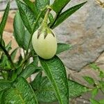 Solanum muricatum Frucht