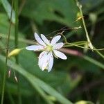 Stellaria graminea Цвят