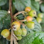 Cotoneaster franchetii Fruit