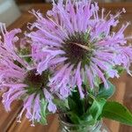 Monarda media Blomma