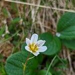 Gagea serotina Flower