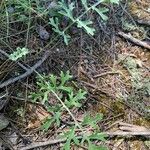 Tanacetum cinerariifolium Hoja