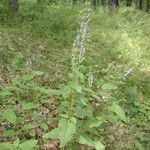 Scutellaria columnae Habit