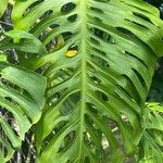 Monstera punctulata Leaf