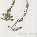Hypericum australe ശീലം