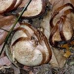 Fevillea cordifolia Fruit