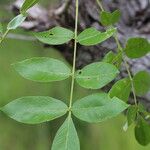 Zanthoxylum chalybeum पत्ता