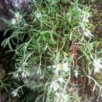 Paronychia argyrocoma Hábito