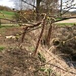 Corylus avellanaÕis