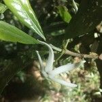 Atractocarpus chartaceus Çiçek
