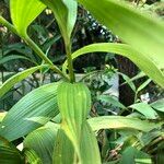 Sobralia macrantha cv. 'Alba' ᱛᱟᱦᱮᱸ