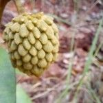 Annona crassiflora Плод