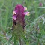 Melampyrum cristatum പുഷ്പം