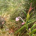 Andromeda polifoliaFlower