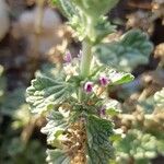 Marrubium alysson Hoja