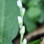 Persicaria mitis 花