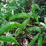 Gleichenella pectinata Hoja