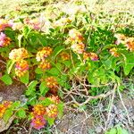 Lantana camara Pokrój