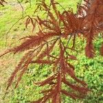 Taxodium distichum Blatt