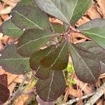 Vaccinium arboreum Leaf