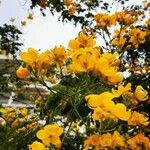 Senna corymbosa Flower