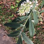 Buddleja asiatica Muu