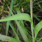 Tripsacum dactyloides Leaf