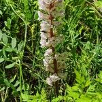 Orobanche crenata Kvet