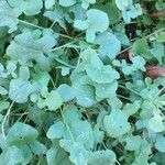 Rumex scutatus Hoja