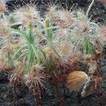 Drosera scorpioides Leaf