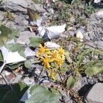 Solidago virgaurea Flower