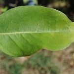 Volkameria heterophylla Feuille