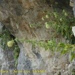 Campanula petraea 形態