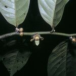 Guatteria punctata Flower