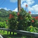 Clerodendrum paniculatum花