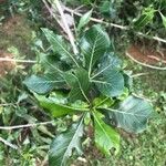 Gardenia volkensii Blatt