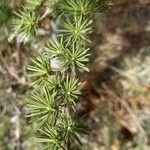 Larix decidua পাতা