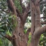 Arbutus canariensis ശീലം