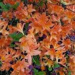 Rhododendron calendulaceum Fula