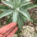 Salvia apiana Blatt