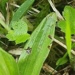 Neotinea tridentata Hoja