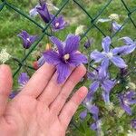 Clematis integrifolia Kukka