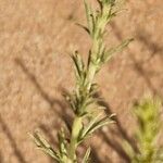 Artemisia campestris Fuelha
