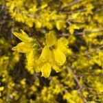 Forsythia viridissima Floare