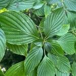 Cornus alternifolia Leaf